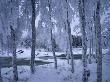 Snowy Birches On A Side Of The Torne River, Kengisforsen, Sweden by Anders Ekholm Limited Edition Print