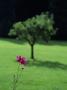 Flower In The Foreground, Tree In The Background by Jan Rietz Limited Edition Pricing Art Print