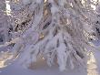 Close-Up Of A Tree Covered With Snow by Hannu Hautala Limited Edition Pricing Art Print