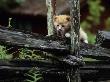 A Kitten Climbing On A Wooden Fence by Jorgen Larsson Limited Edition Print