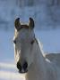 Close-Up Of A Horse by Jorgen Larsson Limited Edition Print