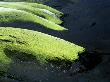 High Angle View Of Rocks Covered With Moss, Iceland by Kristjan Maack Limited Edition Print