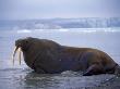 Walrus In The Sea (Odobenus Rosmarus) by Leifur Limited Edition Pricing Art Print