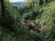 Dunge Valley Hidden Gardens, Cheshire - Rhododendrons In Woodland With House And Countryside Beyond by Clive Nichols Limited Edition Print