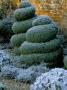 West Green House Garden, Hampshire - Topiary Spirals In Alice In Wonderland Garden In Frost, Winter by Clive Nichols Limited Edition Print