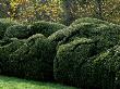 Packwood House, Warwickshire - Cloud Hedging Beside The Topiary Garden In Winter by Clive Nichols Limited Edition Print