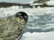 Weddel Seal, Antarctica by Natalie Tepper Limited Edition Pricing Art Print