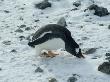 Gentoo Penguin, Cuverville Island, Antarctica by Natalie Tepper Limited Edition Print
