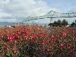 Columbia River Bridge, Astoria, Oregon, 1966 by Natalie Tepper Limited Edition Print