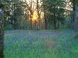 Field Of Camas, Salem, Oregon, Usa by Julie Eggers Limited Edition Print