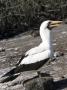 Masked Booby, Galapagos Islands, Ecuador by Michael Defreitas Limited Edition Print