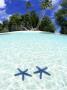 Sea Stars, Rock Islands, Palau by Michael Defreitas Limited Edition Print
