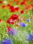 Shirley Poppies In Mass, Willamette Valley, Oregon, Usa by Terry Eggers Limited Edition Print