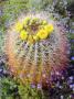 Blooming Barrel Cactus, Anza-Borrego Desert State Park, San Diego, California, Usa by Christopher Talbot Frank Limited Edition Print