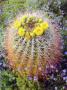 Blooming Barrel Cactus, Anza-Borrego Desert State Park, San Diego, California, Usa by Christopher Talbot Frank Limited Edition Pricing Art Print