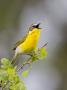 Yellow-Breasted Chat In Oak Brush, Central Texas, Usa by Larry Ditto Limited Edition Pricing Art Print