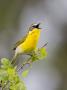 Yellow-Breasted Chat In Oak Brush, Central Texas, Usa by Larry Ditto Limited Edition Pricing Art Print