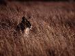 A Female African Lion Resting In Tall Grass by Chris Johns Limited Edition Print