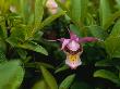 A Wild Orchid Nestled Among Foliage In Wapusk National Park by Norbert Rosing Limited Edition Print