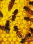 A Close-Up View Of Bees In A Hive by Maria Stenzel Limited Edition Print
