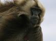 A Portrait Of A Male Gelada Baboon by Michael Nichols Limited Edition Print