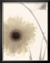 Gerbera Shimmer Ii by Donna Geissler Limited Edition Print