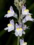 Flowers Of Linaria Striata, La Linaire Strie, A Kind Of Toadflax by Stephen Sharnoff Limited Edition Print
