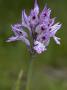 Probably Orchis Militaris, L'orchis Militaire, The Military Orchid by Stephen Sharnoff Limited Edition Print