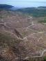 Aerial View Of Clearcut Forest With Logging Roads And Ocean by Stephen Sharnoff Limited Edition Print