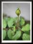 Dewy Rosebud by Nicole Katano Limited Edition Print