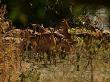 Herd Of Impala (Aepyceros Melanpus) by Beverly Joubert Limited Edition Print