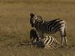 Young And Adult Burchell's Zebra Investigate A Zebra Carcass by Beverly Joubert Limited Edition Print