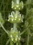 Tiny Pale Yellow Flowers Of Sideritis Hyssopifolia by Stephen Sharnoff Limited Edition Print