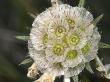 Fruits Of A Species Of Scabiosa by Stephen Sharnoff Limited Edition Print