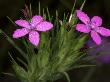 Close-Up Of Bright Pink Flowers Of Dianthus Armeria, Or Deptford Pink by Stephen Sharnoff Limited Edition Print