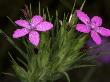 Close-Up Of Bright Pink Flowers Of Dianthus Armeria, Or Deptford Pink by Stephen Sharnoff Limited Edition Pricing Art Print