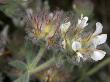 Flowers Of Dorycnium Hirsutum, The Hairy Canary Clover, Or Gray Broom by Stephen Sharnoff Limited Edition Print