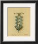 Zig Zag Inglaterra Corkscrew by Prades Fabregat Limited Edition Pricing Art Print