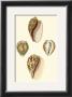 Cymbidum Shells by Lovell Reeve Limited Edition Print