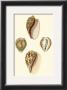 Cymbidum Shells by Lovell Reeve Limited Edition Print