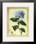 Hortensia by Cesano Boscone Limited Edition Print