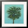 Daylight Palms Ii by Marla Schroeder-Swade Limited Edition Print