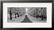 Maple Lined Road by Dennis Frates Limited Edition Print