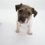 Jack Russell Terrier Puppy by Jane Burton Limited Edition Print