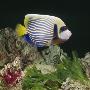 Emperor Angelfish Captive, From Indo-Pacific by Jane Burton Limited Edition Print