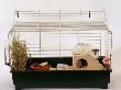 Abyssinian Guinea Pig In Cage by Steimer Limited Edition Print
