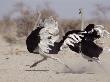 Two Male Ostriches Running During Dispute, Etosha National Park, Namibia by Tony Heald Limited Edition Print