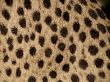Cheetah Fur Detail by Tony Heald Limited Edition Print
