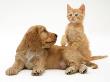 Ginger Kitten With Golden Cocker Spaniel Puppy by Jane Burton Limited Edition Print