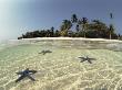 Three Seastars In Shallow Coastal Waters, Philippines, Split- Level Shot by Jurgen Freund Limited Edition Print